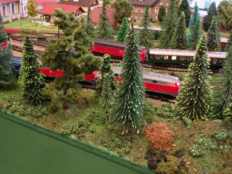 077 Dichter Wald.JPG - Wiederaufgeforstet: dichter Ennauer Wald